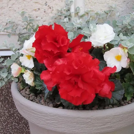 Astos Gasthof Palanga